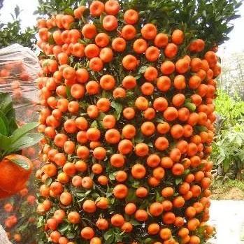 南宁的白话歌的相关长尾关键词有哪些