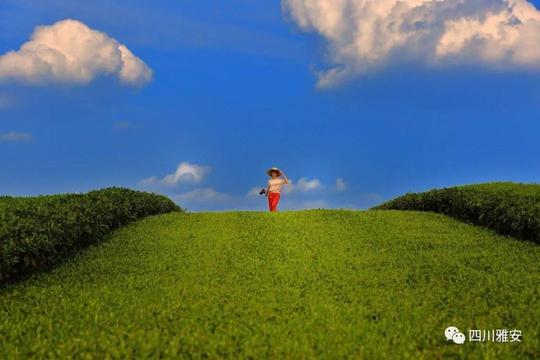 文化建设凝心力茶乡结出繁荣果