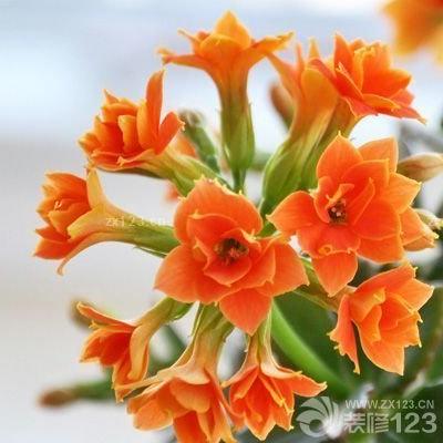 生肖牛人养什么植物运势好(属牛养什么植物能带来好运)