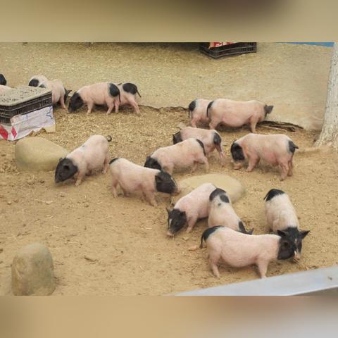 东莞市二手饲料袋市场价格的长尾关键词有哪些