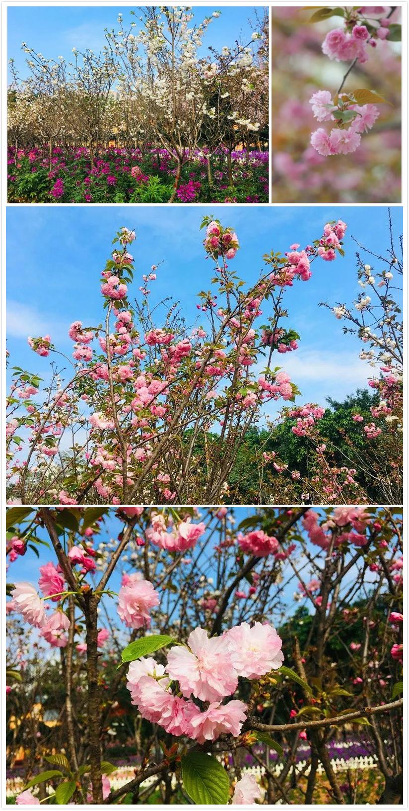 油菜花粉,油菜花粉寒还是热?