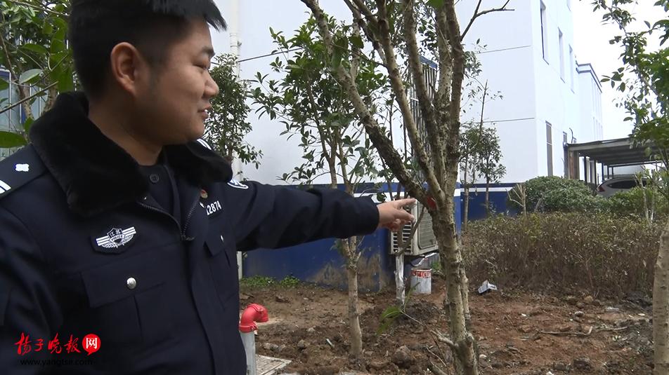 桂花树的种植技术视频,果树里养鸡鸭鹅可以吗?