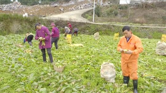 新春走基层｜红花岗区：村民返乡自主创业大头菜贴上致富标签