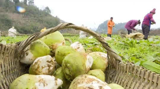 新春走基层｜红花岗区：村民返乡自主创业大头菜贴上致富标签