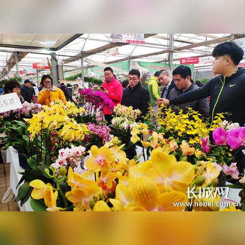 石家庄市哪里有摊位卖的