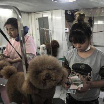 合肥哪个宠物店好相关长尾关键词有哪些