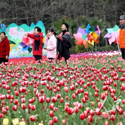 桂林哪有郁金香卖相关长尾关键词有哪些