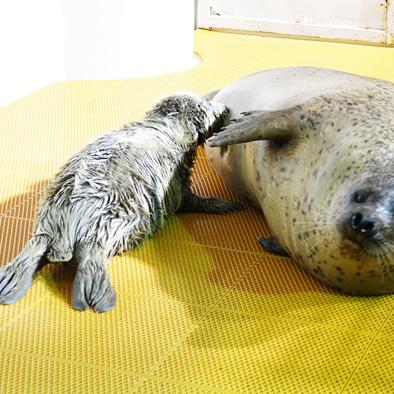 潜水圣地哈尔滨在哪相关长尾关键词有哪些