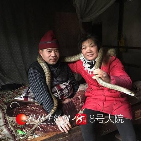 桂林市养蛇相关长尾关键词有哪些