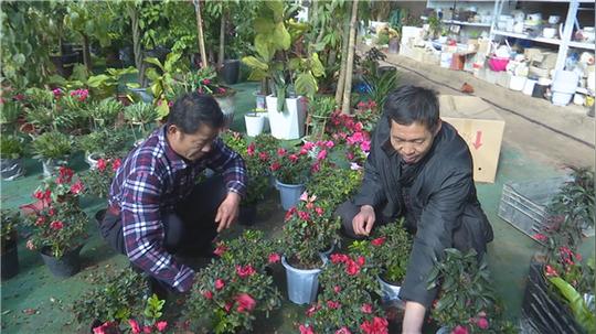 春日渐暖我市花卉市场生意升温