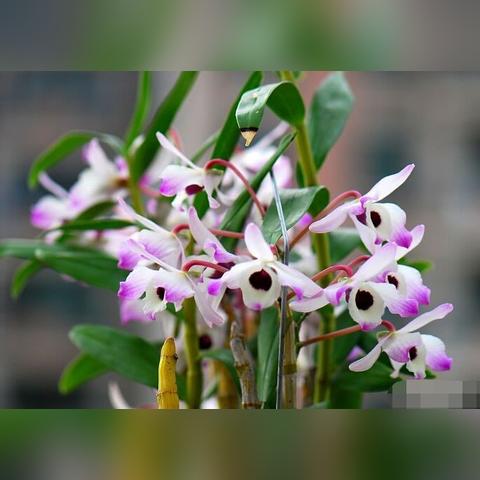 金钗石斛有哪些美称？