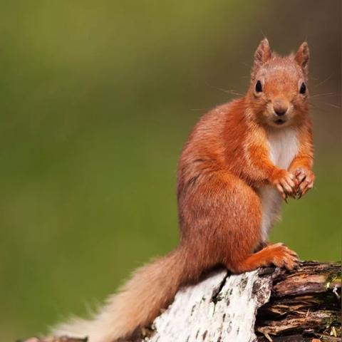 沈阳魔王松鼠相关长尾关键词有哪些