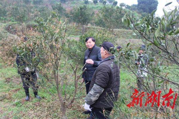 柑橘種植手藝培訓(xùn)的目標(biāo)_植保無人機(jī)在征戰(zhàn)柑橘植保市場的道路上開展怎么樣