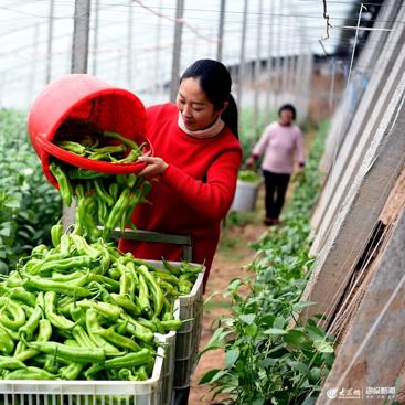 临沂市社保怎么认证不了