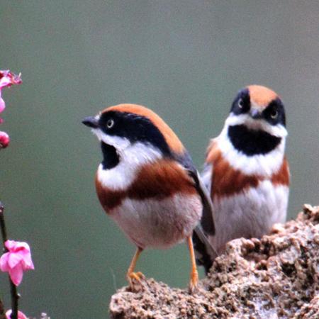 梅花足球运动员的长尾关键词有哪些