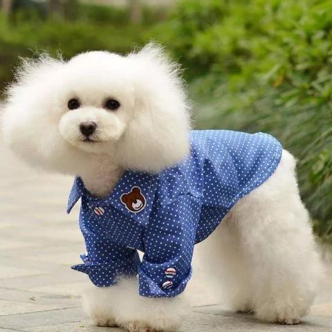 温州市打狂犬疫苗价格的长尾关键词有哪些