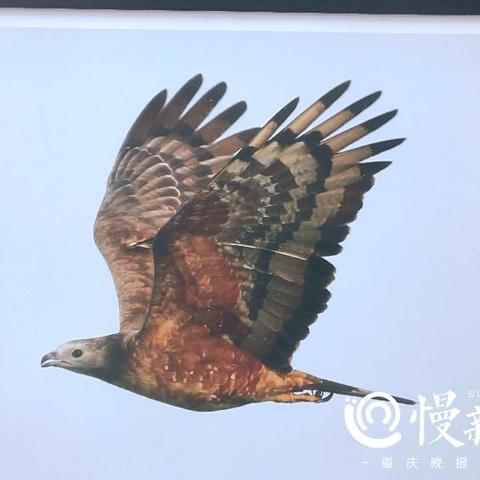 重庆大学动物科学专业的长尾关键词有哪些