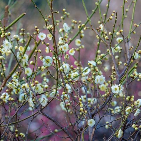 济南市哪个学校有春考班