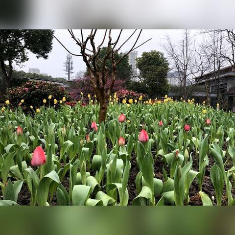 宁波市哪个医院种植牙好