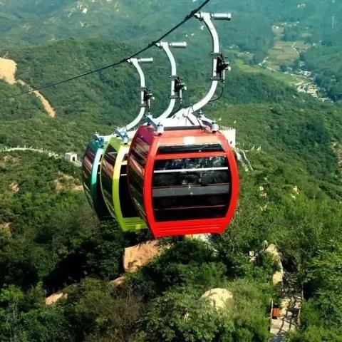 石家庄市哪里卖黑枣树苗