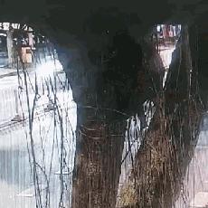 深圳市园岭街道在哪个区