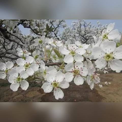 济南市十里村是哪个区