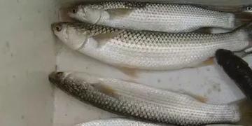 上海鱼有哪些品种
