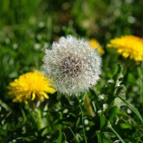 重庆哪个果园种有蒲公英