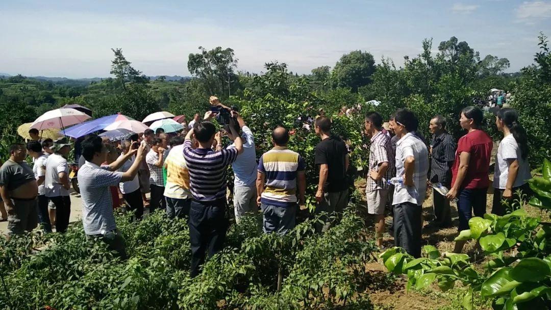 柑橘類病蟲害統防統治_贛南臍橙黃龍病會不會消逝