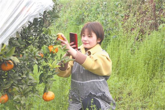 柑橘栽培技术幼苗视频教程大全图片高清（在农村怎样才能发家致富）