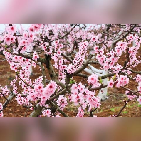 西安市百花村怎么坐车