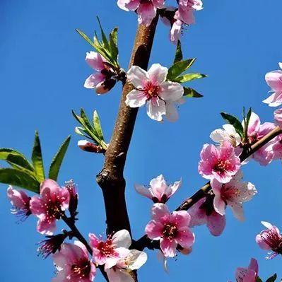 怎么看八字桃花多不多_怎么看八字桃花多不多(八字桃花怎么看几朵)