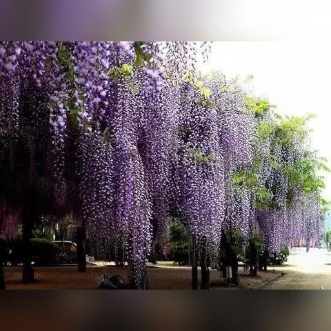 天津3公分紫藤怎么样