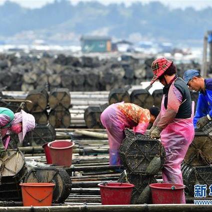 霞浦海参之乡介绍？
