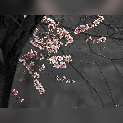 兰州市玉兰花公园在哪里