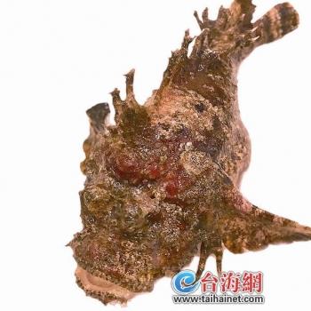 厦门卖热带鱼的相关长尾关键词有哪些