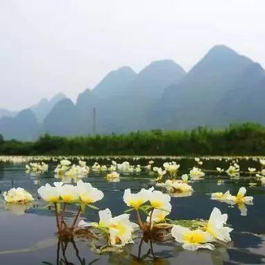 桂林海菜花线路图的相关长尾关键词有哪些