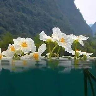 桂林市哪里有海菜花