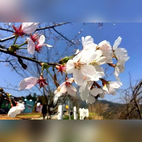 温州市梦幻镇是哪个区