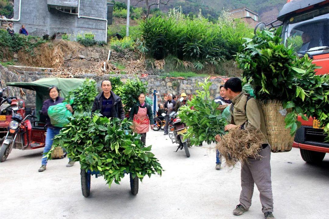 寧波象山柑橘種植手藝_紅美人適應(yīng)阿誰地域種植好