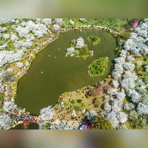 武汉东湖樱花园石头上的字是什么？