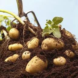 甘肃的牡丹来自哪里？