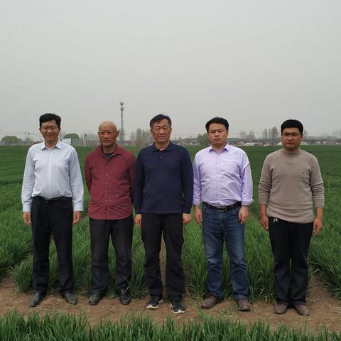 山东省临沂市种小麦怎么种