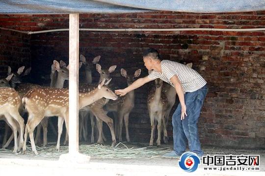 沧桑正道从头越——吉水县阜田镇开“鹿”先锋罗富苟脱贫纪实