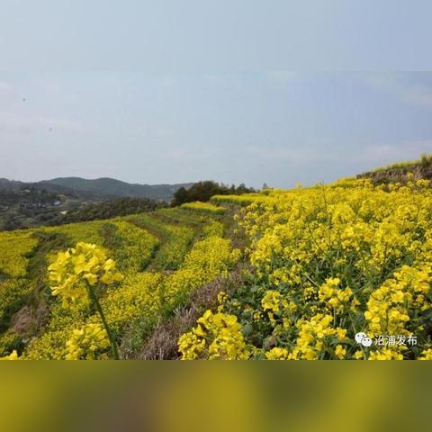 温州市苍南县离哪个海近
