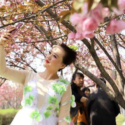 鹤壁樱花节什么时间