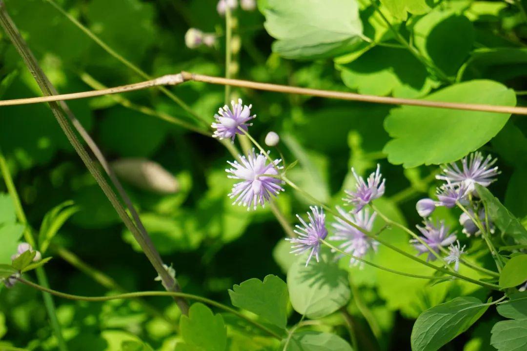 唐松草,向阳的花有哪些?