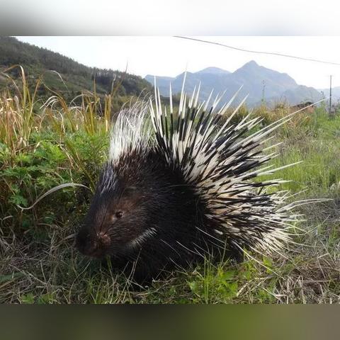详细阅读:植物志(植物志,自然的绿色宝库) 植物志(植物志,自然的绿色宝库)