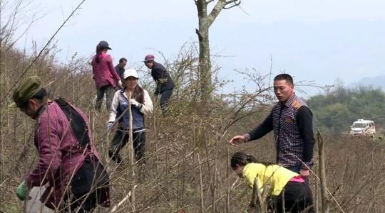 脱贫攻坚春季攻势|“我的事业在这片竹林里”