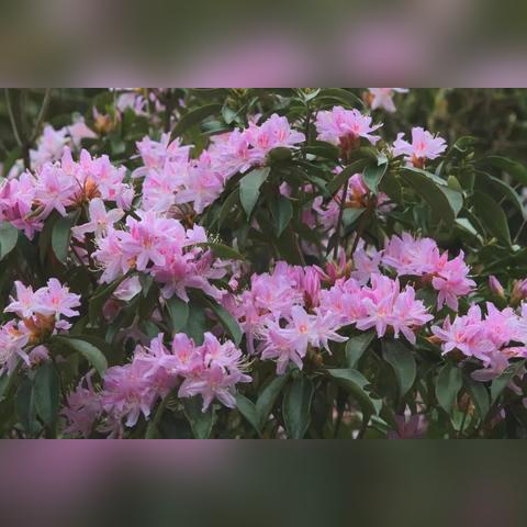 南宁朵朵舞蹈的相关长尾关键词有哪些